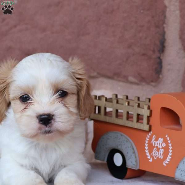 Sailor, Cava-Tzu Puppy